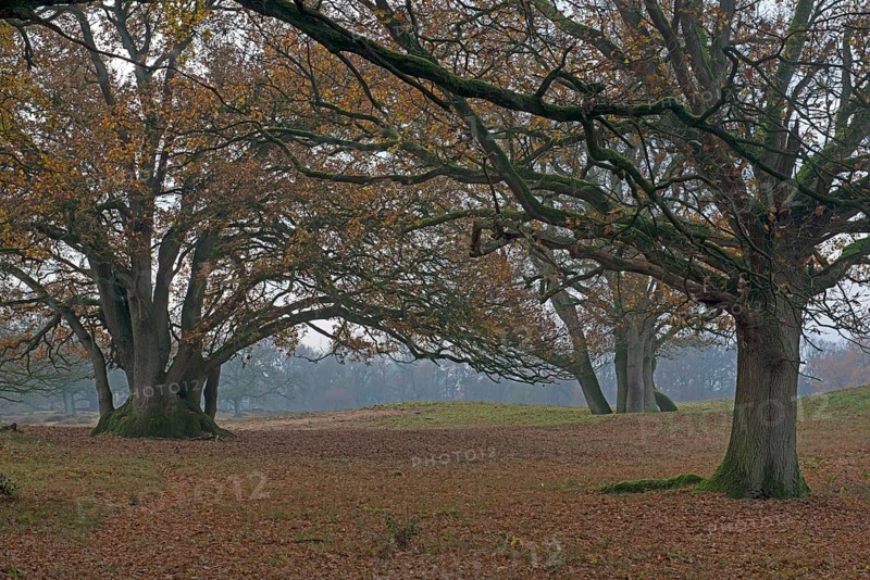 Old wood pasture (Quercus robur)
