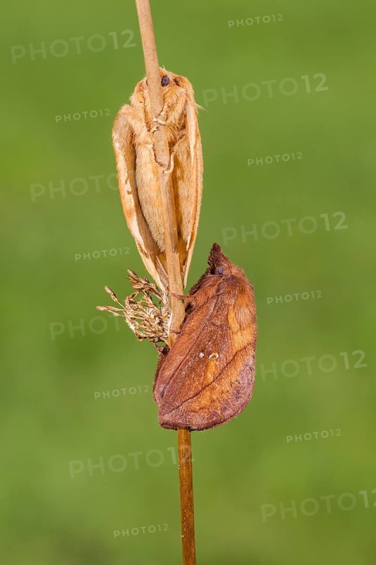The Drinker moth (Euthrix potatoria)