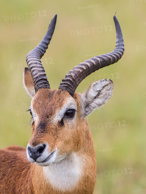 Ugandan Kob (Kobus kob thomasi)