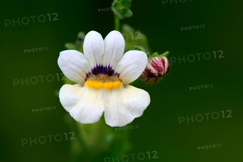 Capejewels (Nemesia strumosa)