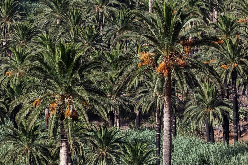 Canary Island Date Palms (Phoenix canariensis)