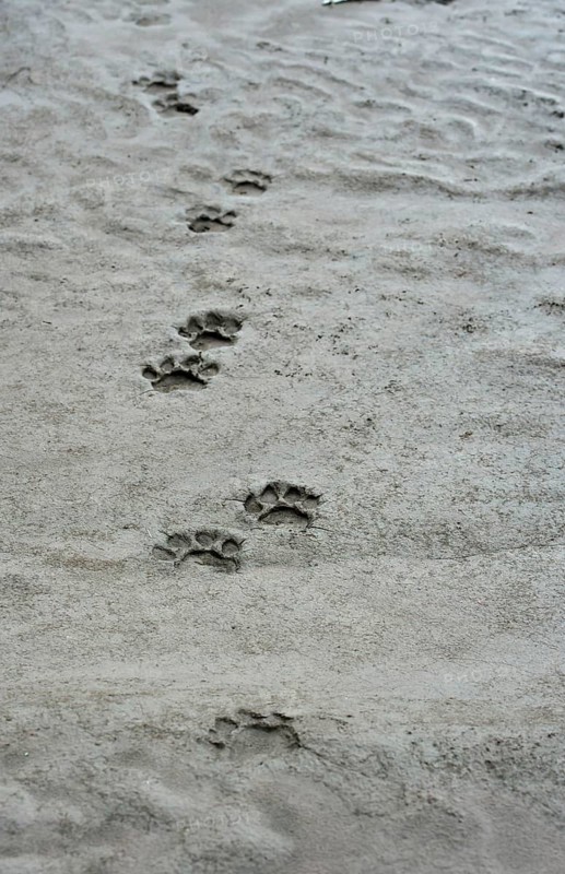 Tracks of a Leopard (Panthera pardus)