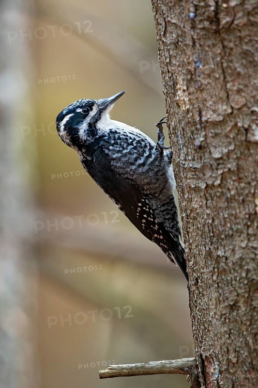 Eurasian Three-toed Woodpecker (Picoides tridactylus)