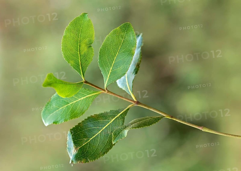 Khat plant