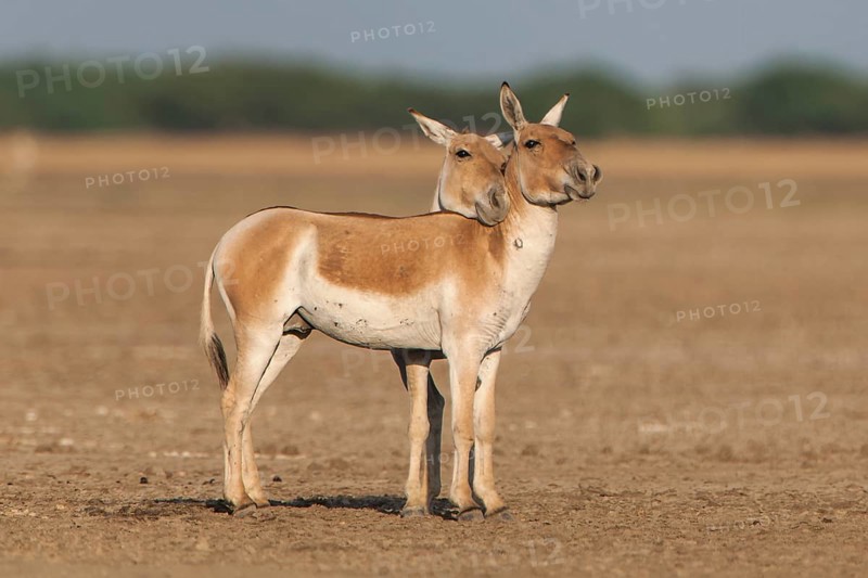 Onagers or Asiatic wild asses (Equus hemionus)