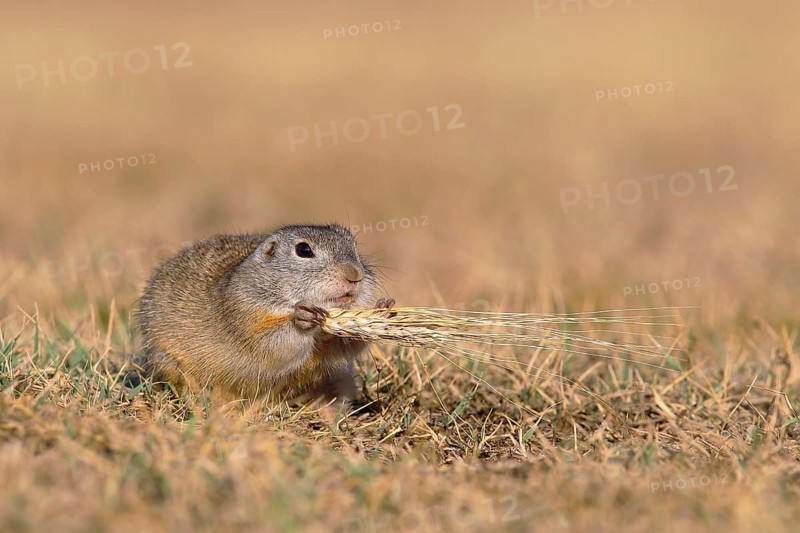 Suslik (Citellus citellus)