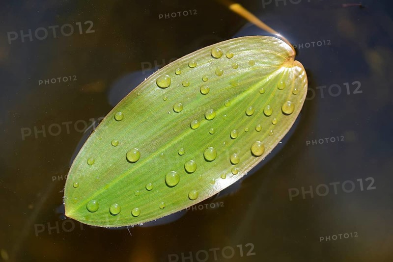 Common Pondweed or Floating Pondweed (Potamogeton natans)