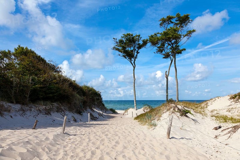 Dunes with windswept trees
