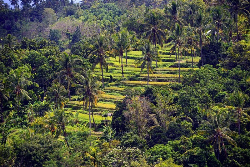 Rice paddies and rice terraces