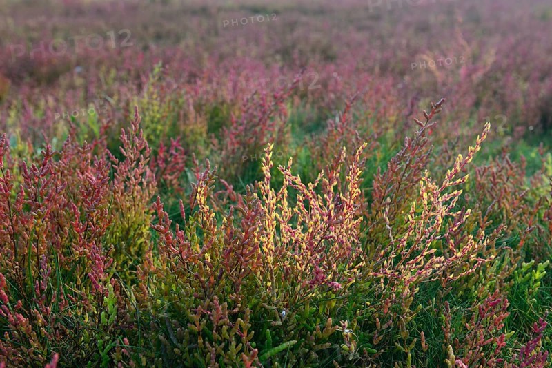Salt meadow with glasswort (Salicornia europaea)