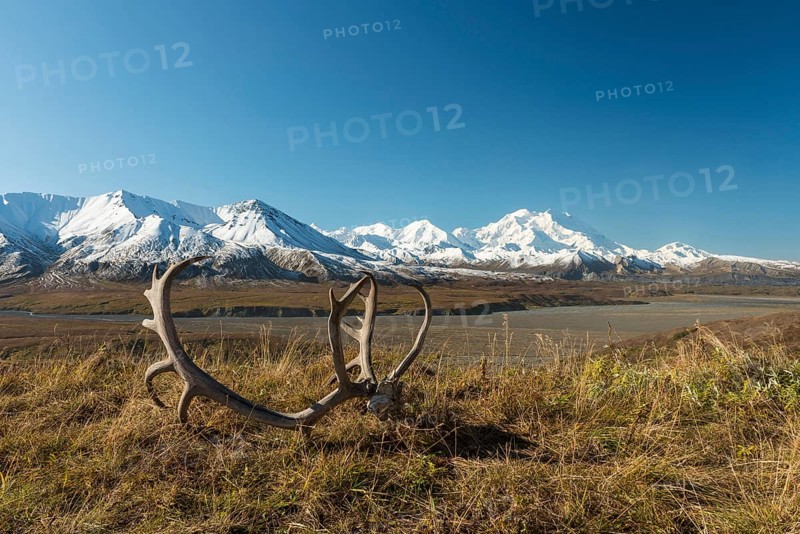 Reindeer antlers in front of Mount McKinley
