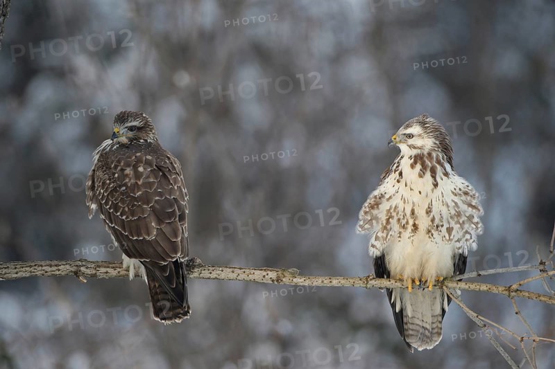 Buzzards (Buteo buteo) dark and light color morphs