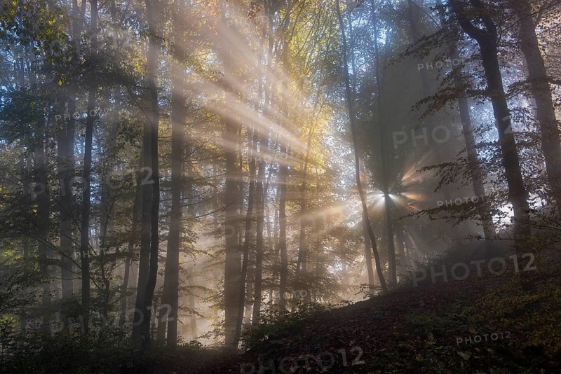 Sun rays in foggy mountain forest