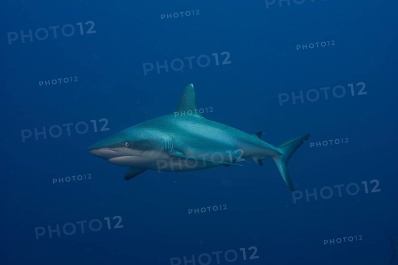 Grey Reef Shark (Carcharhinus amblyrhynchos)