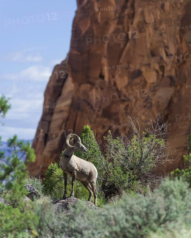 Desert Bighorn Sheep (Ovis canadensis nelsoni)