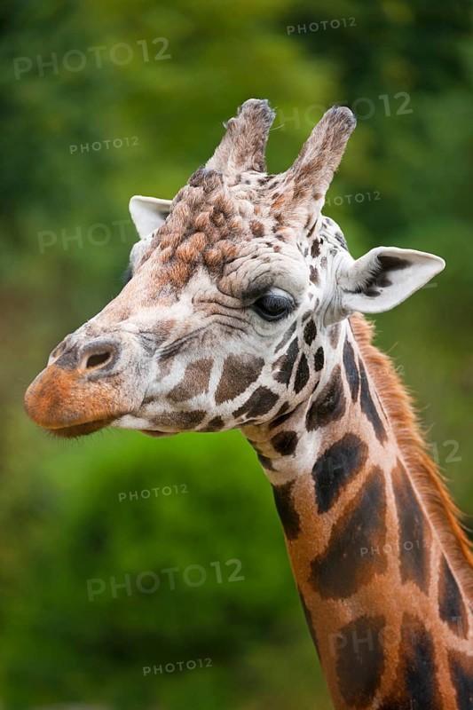 Rothschild's Giraffe (Giraffa camelopardalis rothschildi)