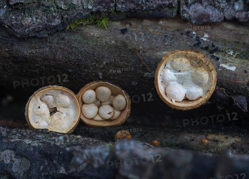 Common Bird's Nest (Crucibulum laeve) with cream-coloured sporangia