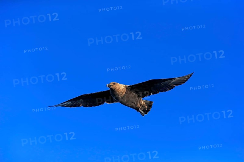Subantarctic Skua or Brown Skua (Stercorarius antarcticus lonnbergi)