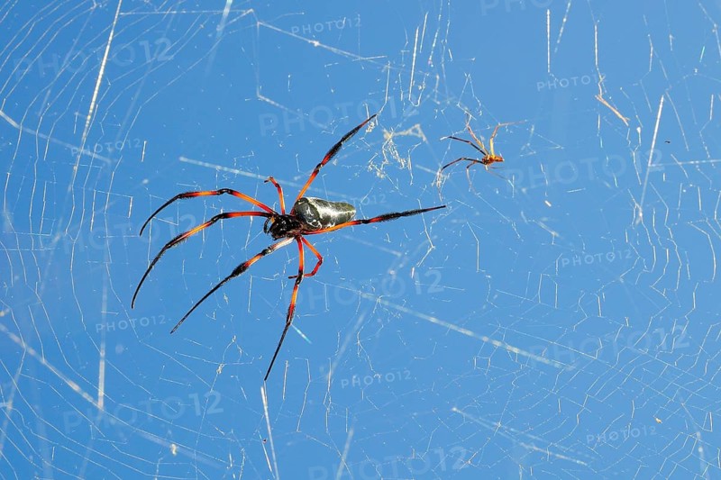 Red-legged golden orb-web spider (Nephila inaurata)