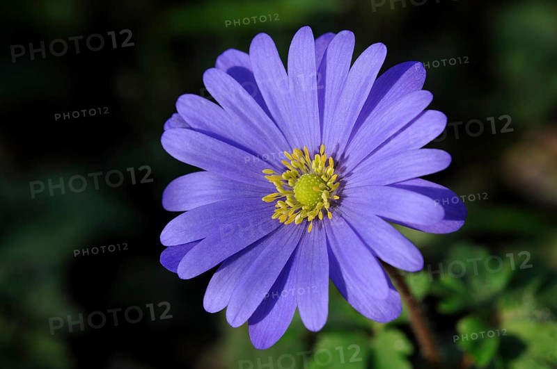 Balkan Anemone (Anemone blanda)