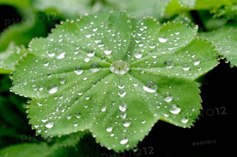 Lady's Mantle (Alchemilla sp) with dew drops