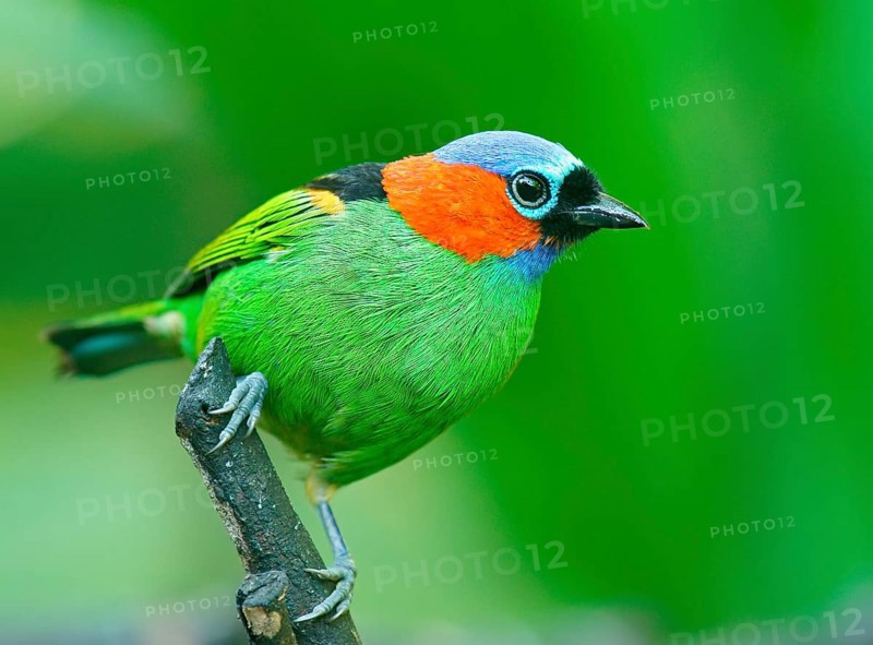 Red-necked Tanager (Tangara cyanocephala)