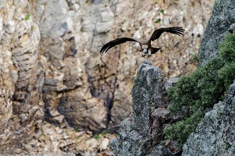 Griffon vulture (Gyps fulvus) lands on rock head