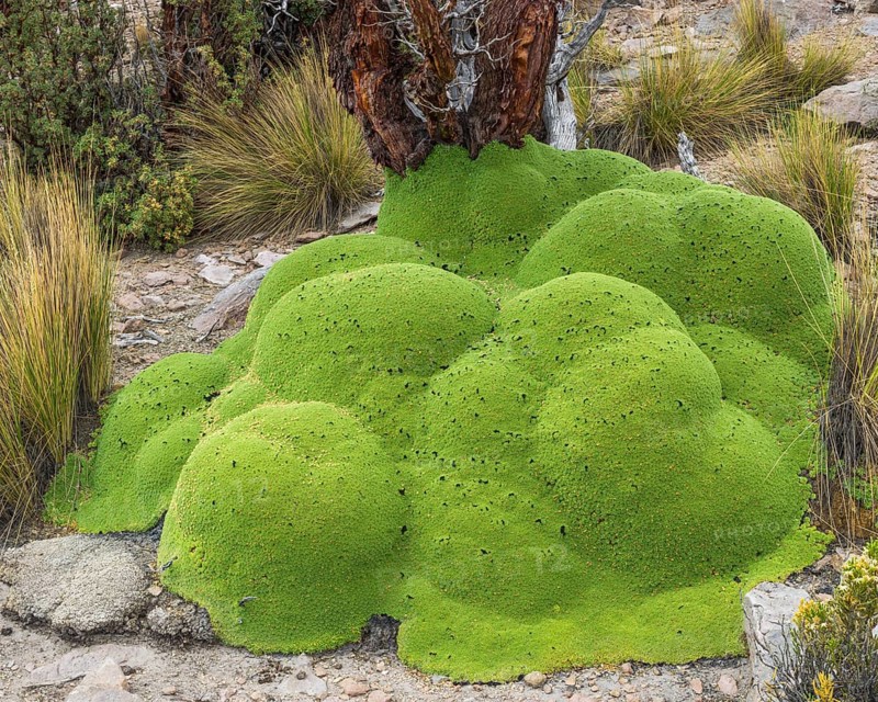 Yareta or Llareta cushion plant (Azorella compacta) and Quenoa De Altura (Polylepis tarapacana) at the back