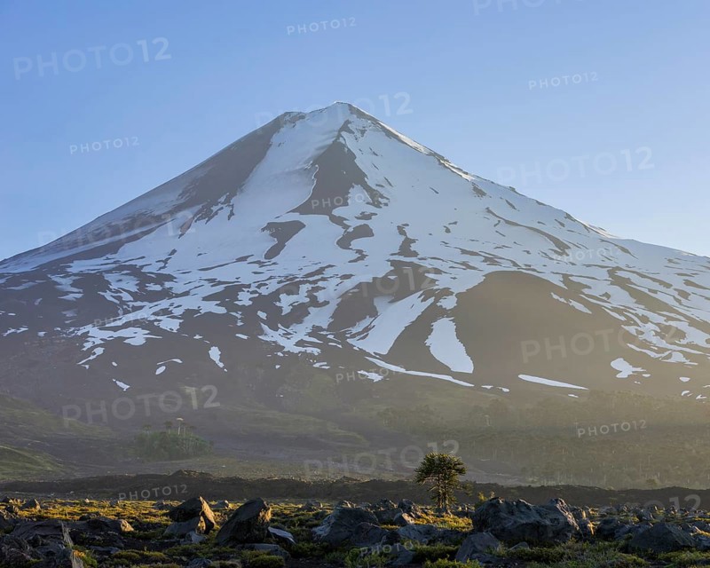Monkey puzzle tree (Araucaria araucana) at the foot of the Conguillio volcano