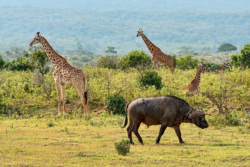 Giraffes (Giraffa camelopardalis) and a Cape buffalo (Syncerus caffer)