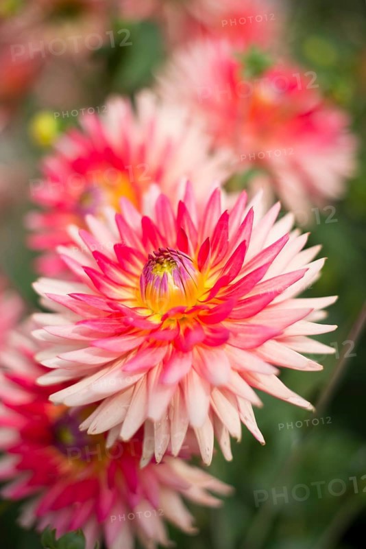 Semi-cactus Dahlia 'Uckermark' (Dahlia)