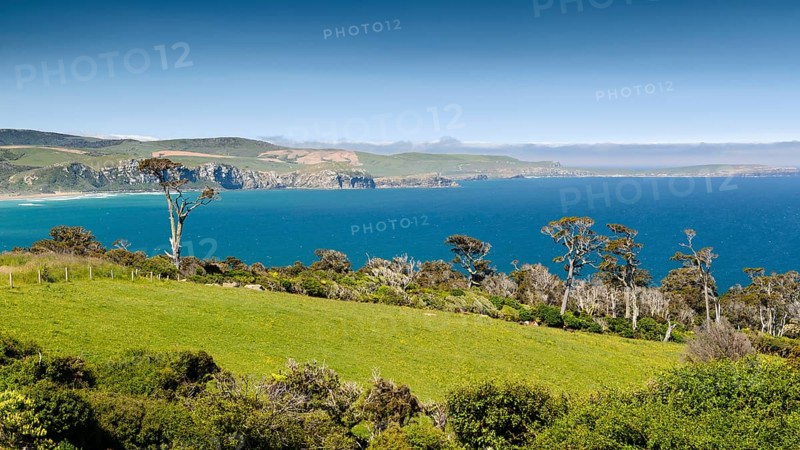 Coastline with pasture land and Kanuka trees (Kunzea ericoides)