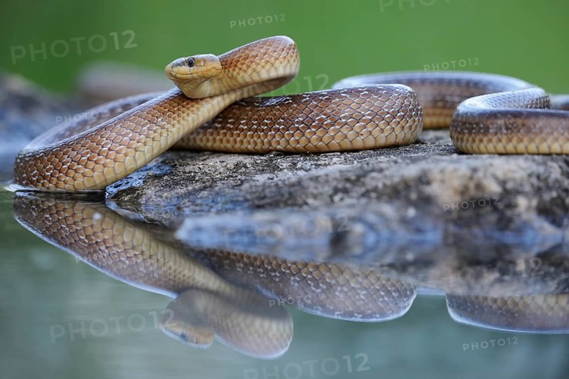 Aesculapian Snake (Zamenis longissimus) at water's edge
