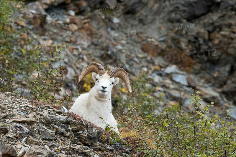Dall Sheep (Ovis dalli)