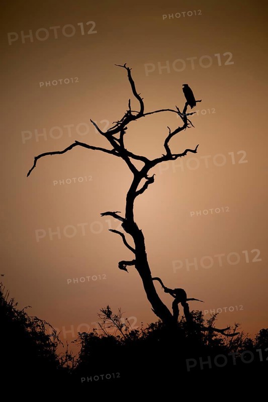 Dead tree against a reddish sky