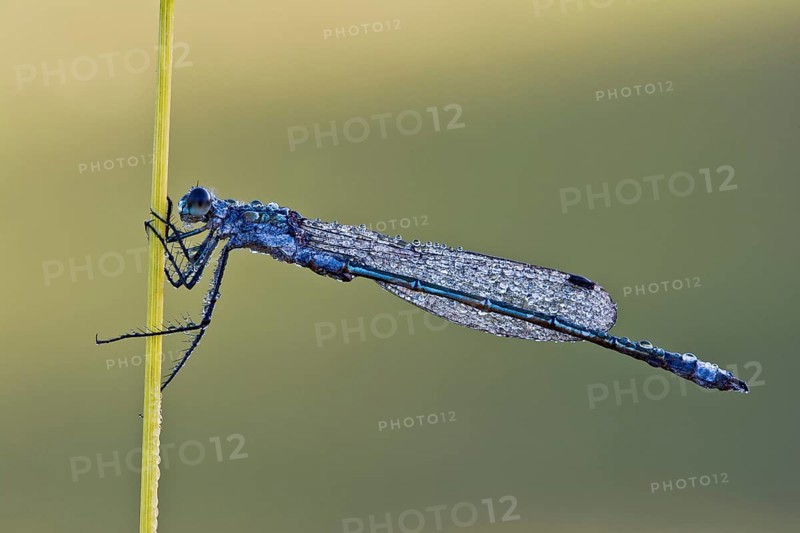 Emerald Spreadwing (Lestes dryas)