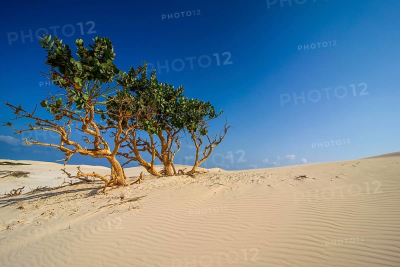 Shrubs growing in the sand dunes