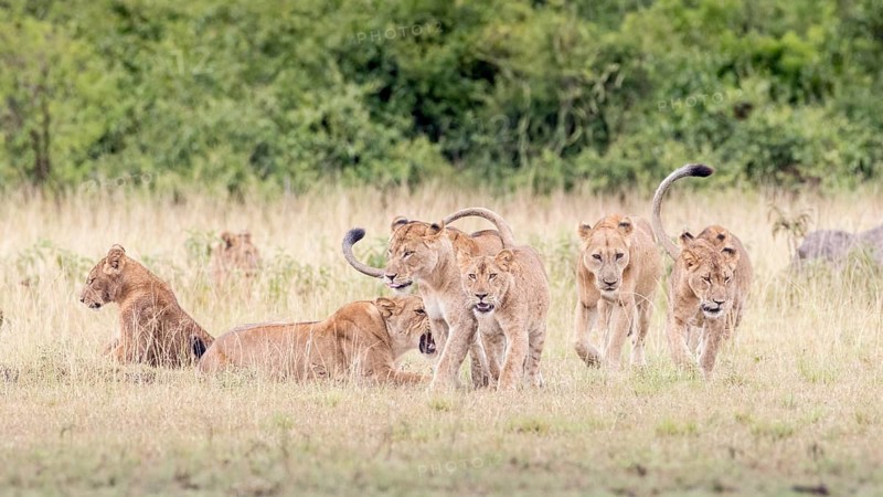 Lions (Panthera leo)