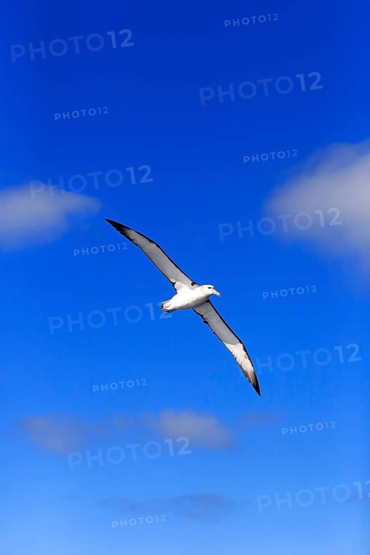 Shy albatross (Thalassarche cauta)
