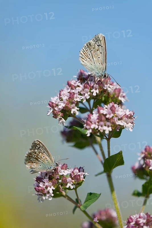 Adonis blue (Polyommatus bellargus
