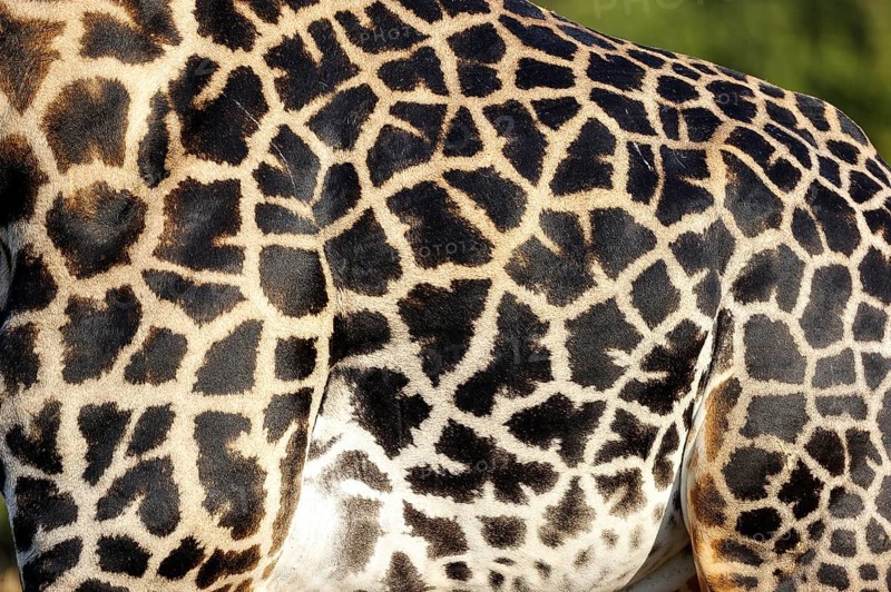Rhodesian giraffe (Giraffa camelopardalis thornicrofti)