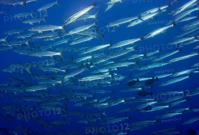 School of Blackfin Barracuda (Sphyraena qenie)