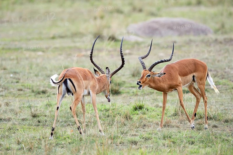 Impalas (Aepyceros melampus)