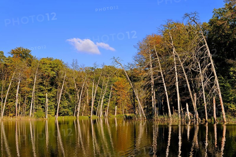 Lake Schweingartensee in the autumn