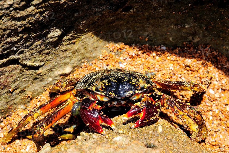 Spider crab (Neosarmatium meinerti) on a rock