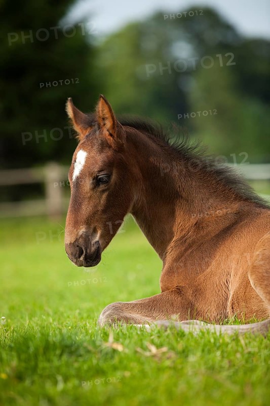 Brown foal
