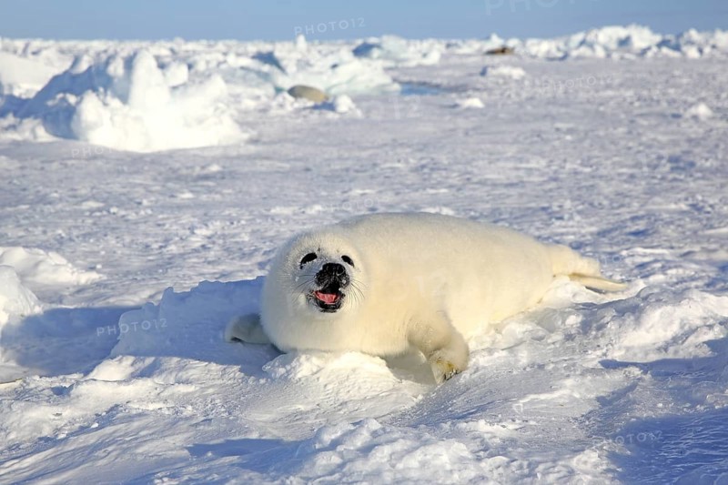 Harp Seal or Saddleback Seal (Pagophilus groenlandicus