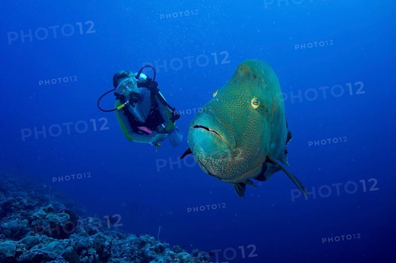 Diver and Humphead wrasse (Cheilinus undulatus)