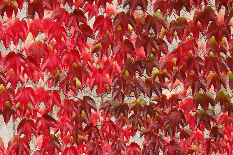 Japanese Creeper (Parthenocissus tricuspidata)