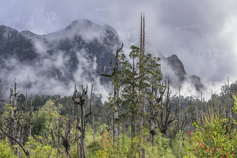 Dead trees in front of mountains with fresh snow